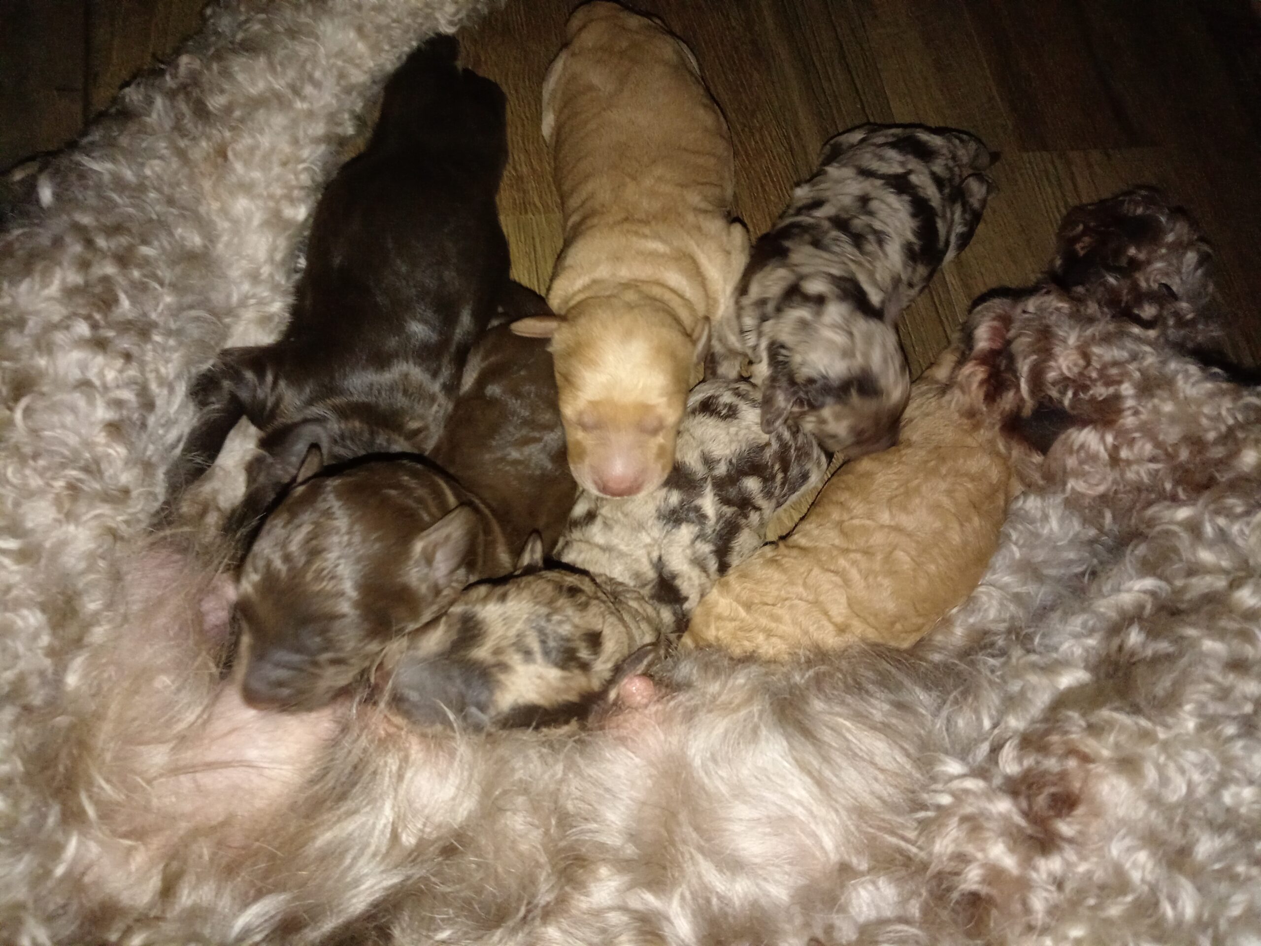 Miniature Labradoodle Puppies for Sale: Today’s Most Sought-After Doodle Breeds