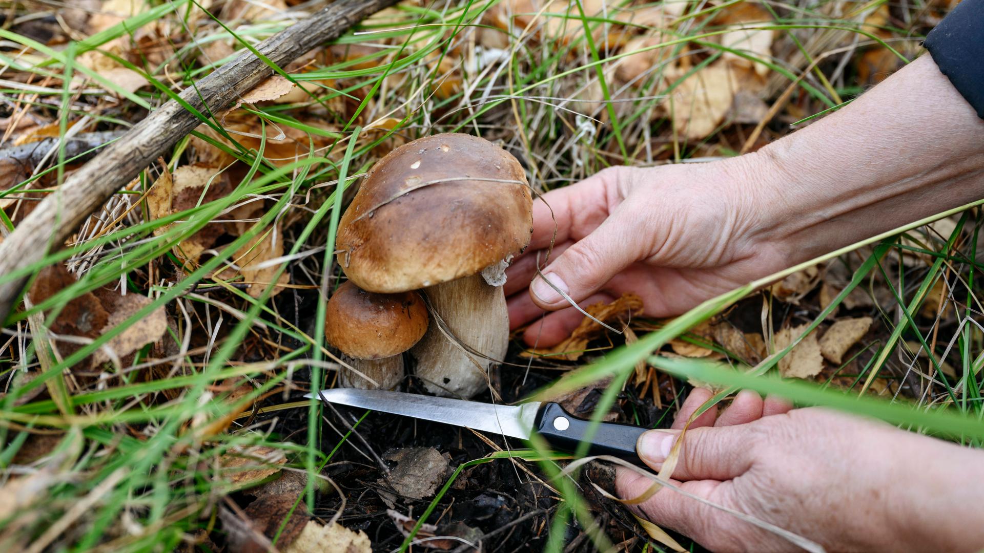 Die häufigsten Pilze vor der Haustür – Pilzberatung vor Ort macht’s möglich