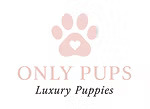 Pomeranian Puppies for Sale in California: Find Your Perfect Fluffy Companion