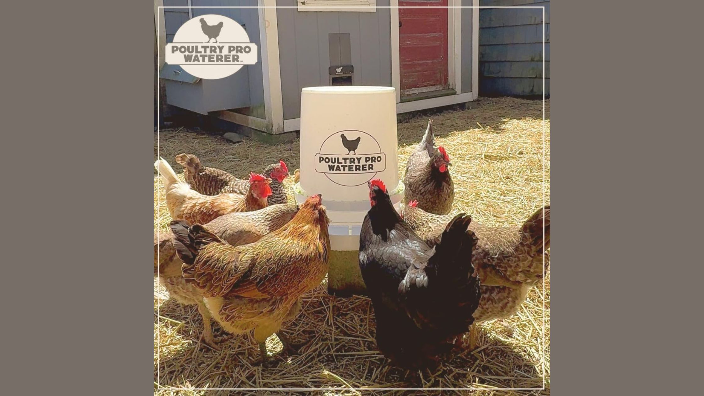 Bucket Chicken Waterer: Your Guide to Easy, Clean, and Happy Chicken Care!