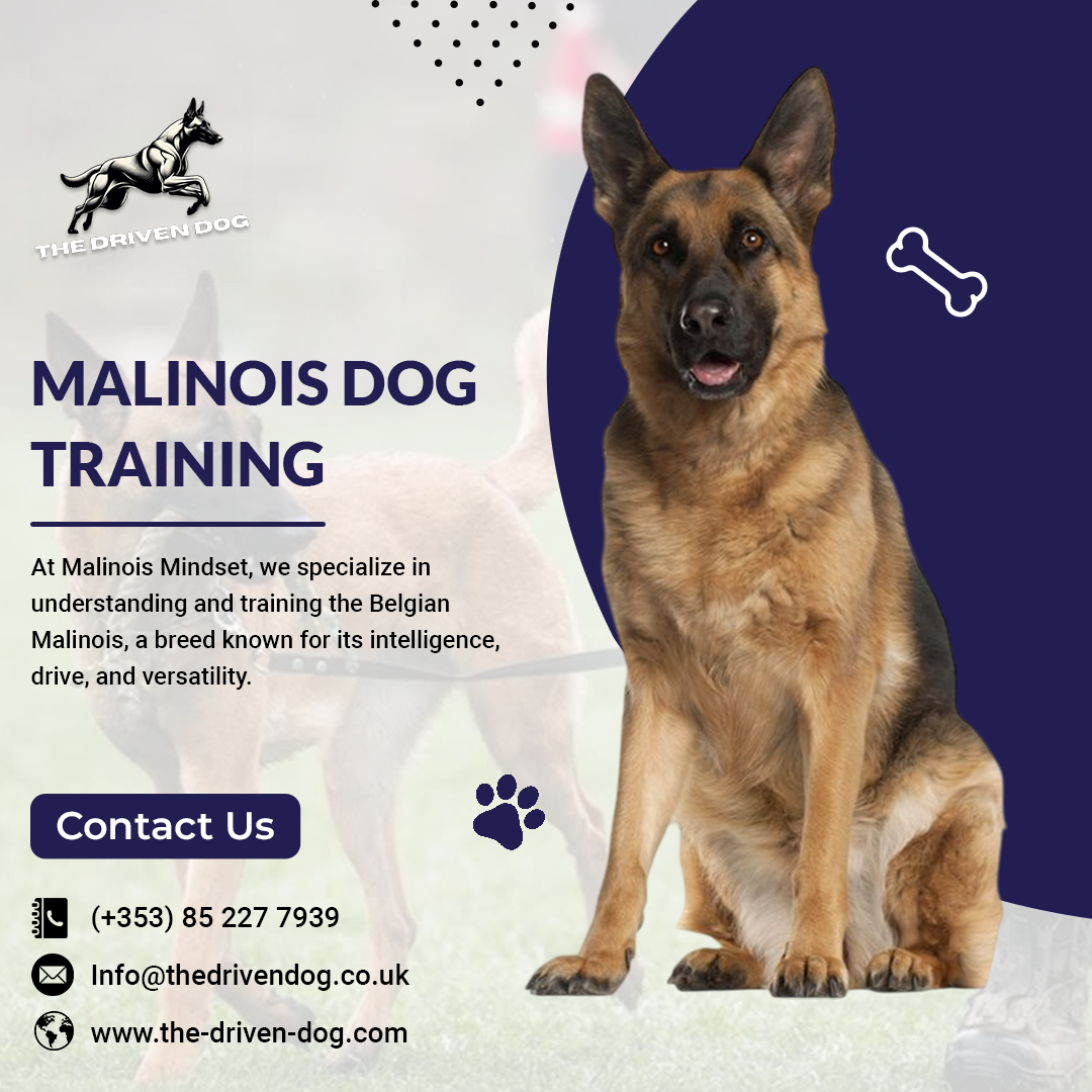 Build Trust Through Malinois Obedience Training