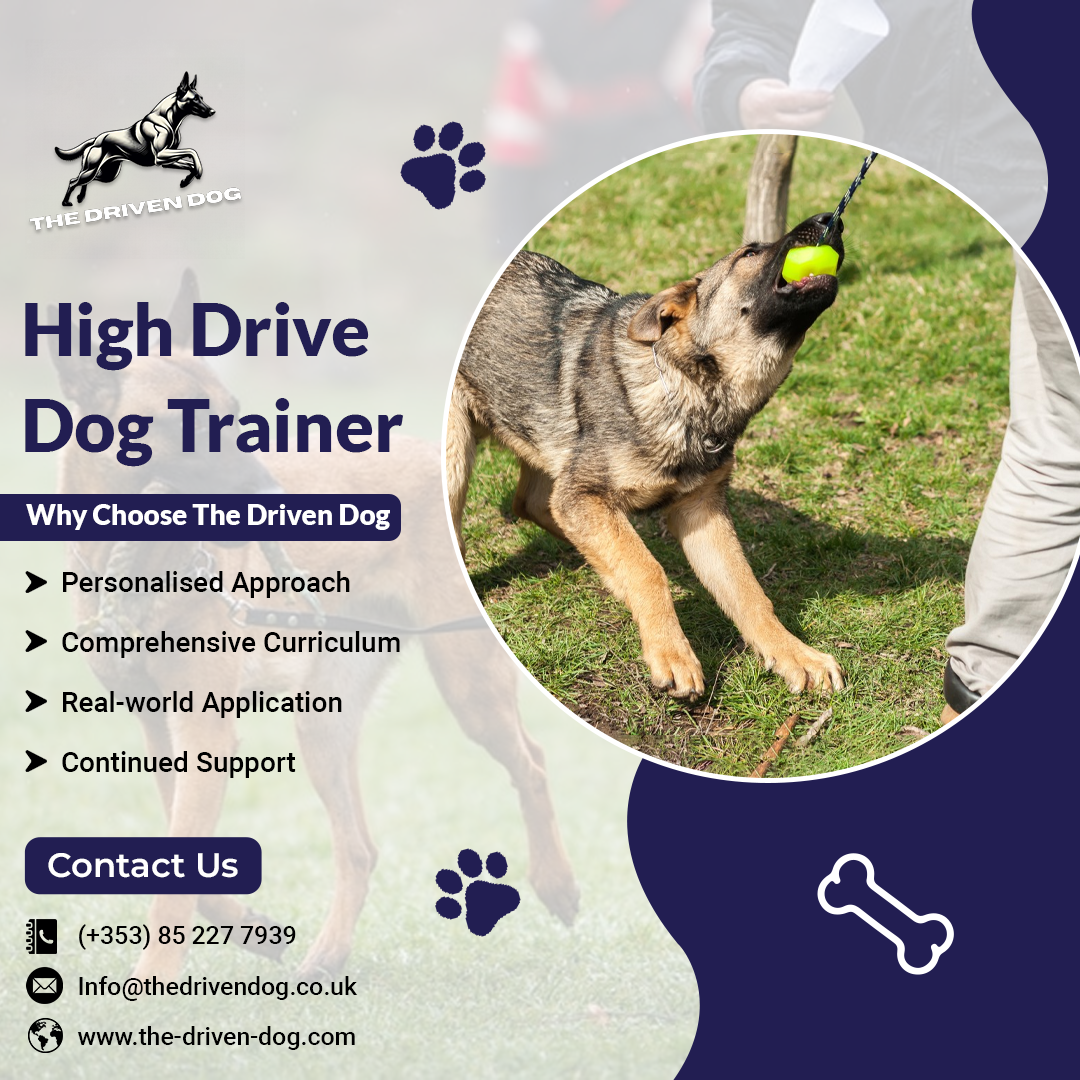 Top Malinois Behavior Tips for Cork Dog Owners