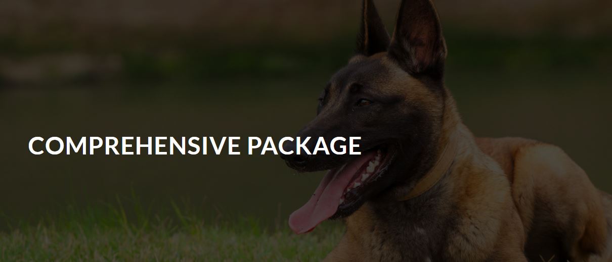 Mistakes to Avoid in High Drive Puppy Training