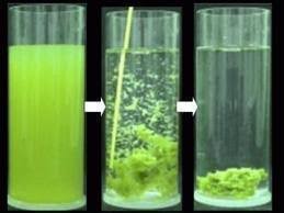 Global Flocculants Market Analysis | Industry Report 2026