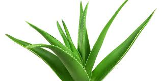 Global Aloe Vera Market Report 2020 Forecast to 2025