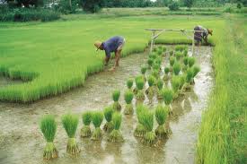 Global Agricultural Enzymes Market Report 2020 Forecast to 2025