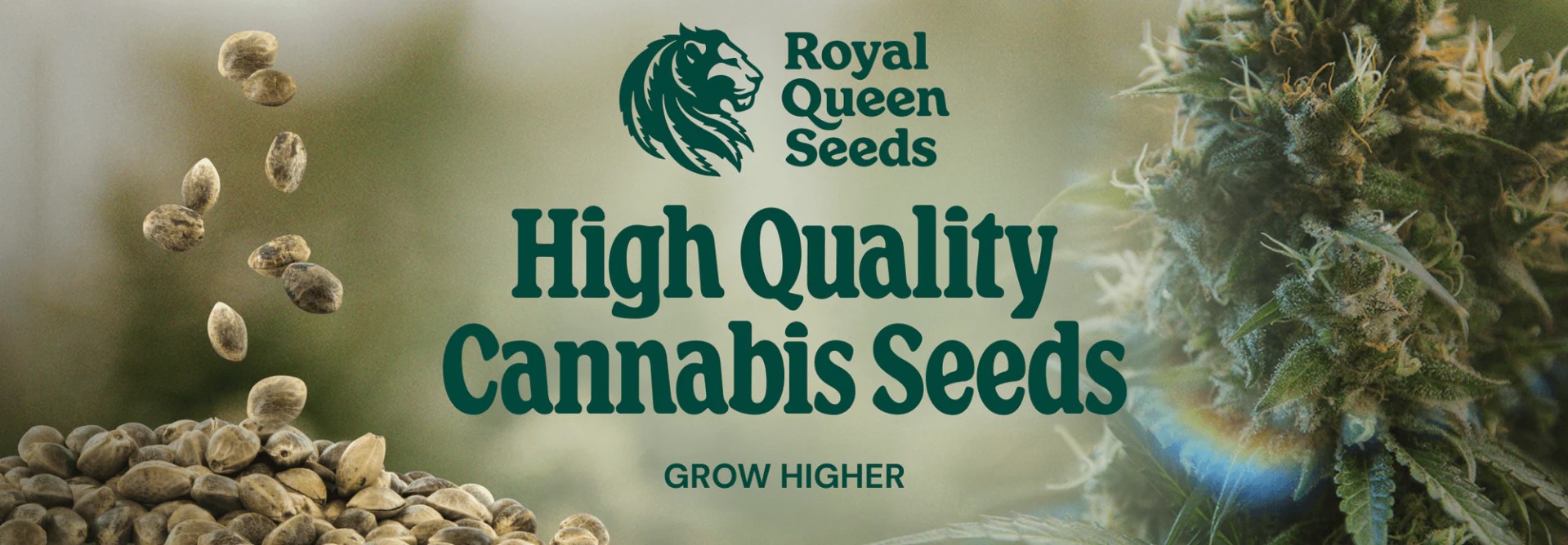 Cos’è la Pianta Cannabis Light? – Acquista Pianta di Cannabis Light Online