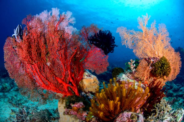 Why Bali is a Bucket List Destination for Scuba Divers