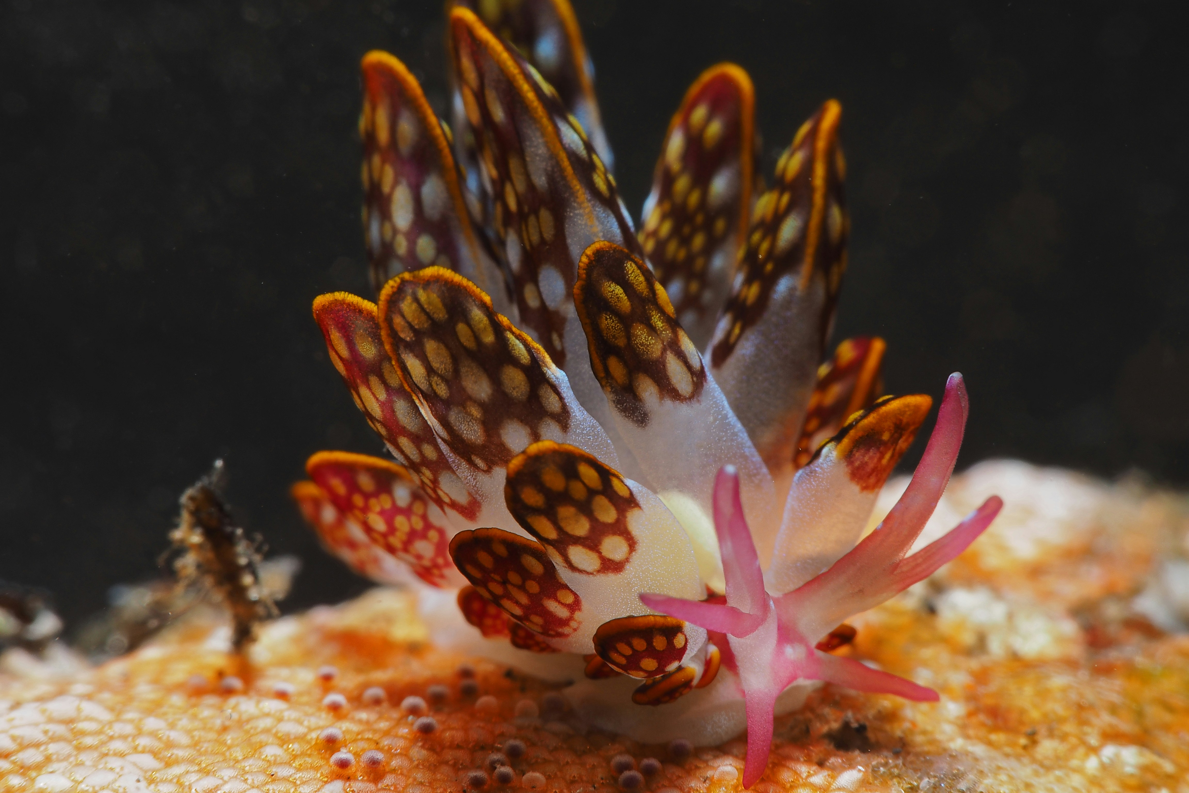 Top 7 Dive Sites in Bali for Macro Photography Lovers