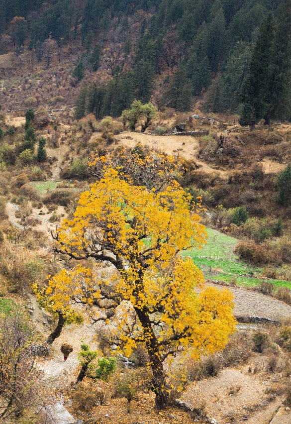 Why Spring is the Best Time for Pangarchulla Peak Trek