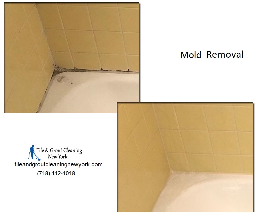 Mold Removal Service