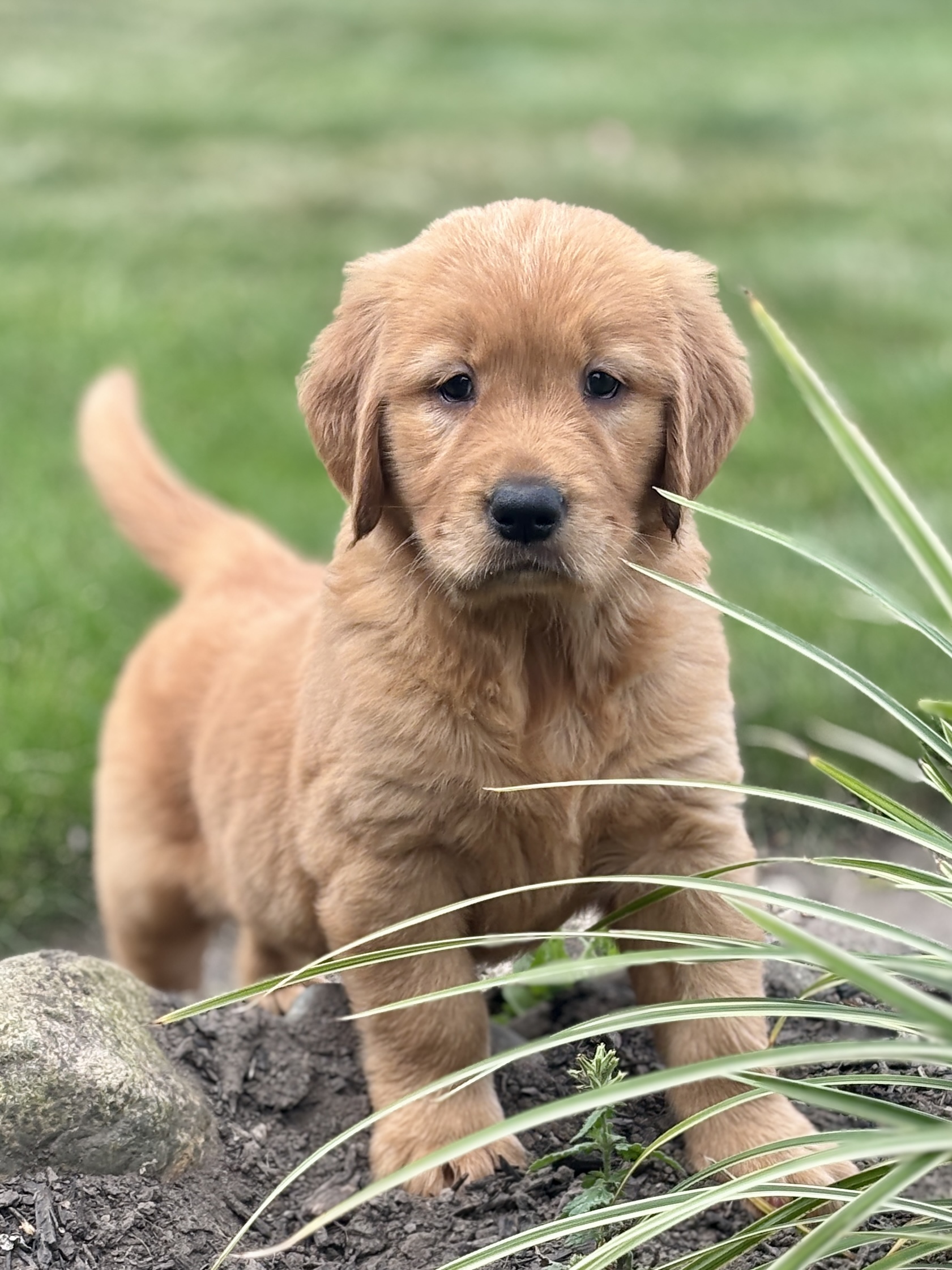 Golden Retrievers for Sale in Indiana: Loyal Companions for Every Family