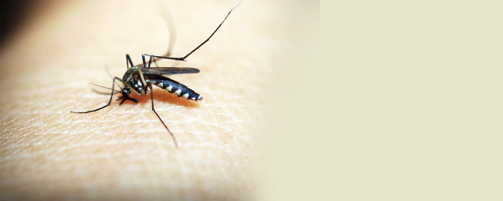 Mosquito Elimination, Control services in Houston Texas | Total Pest Elimination