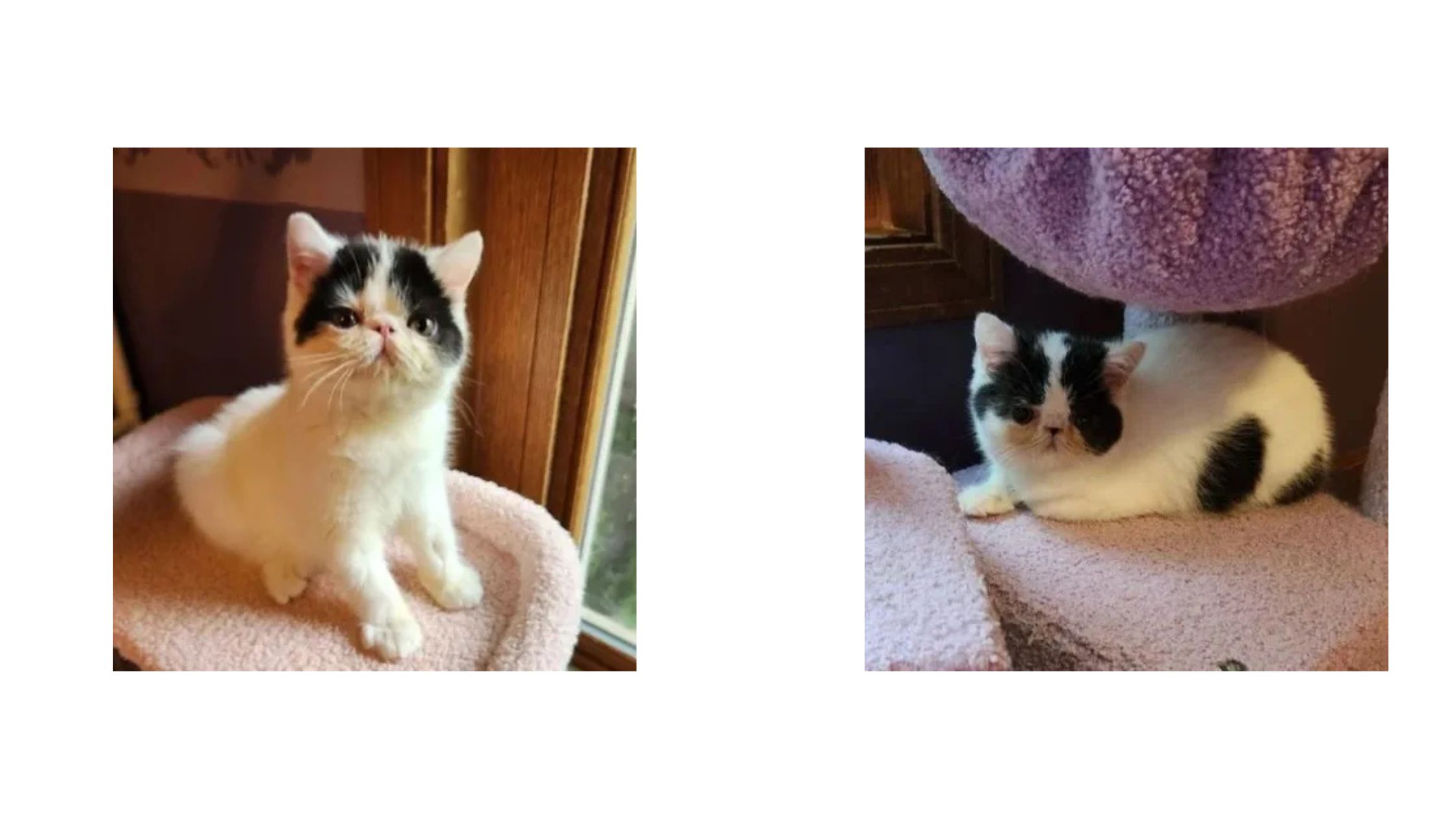 What Should You Feed Exotic Cats for a Balanced Diet?