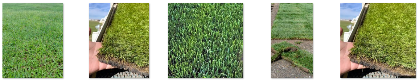 🌿 Locally Grown. Freshly Cut. Expertly Delivered — Premium Sod for Albuquerque, Santa Fe & Surrounding New Mexico Areas