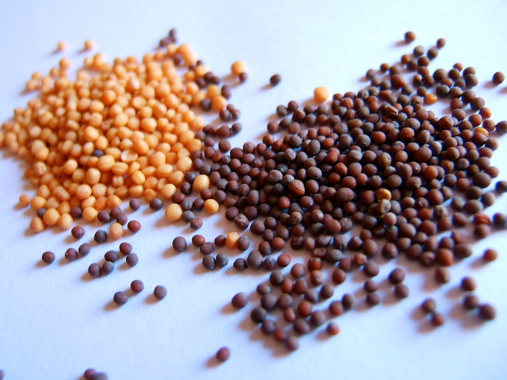 Mustard Seed Market: Facts, Figures and Analytical Insights – 2027: McCormick & Company, Inc., The Tracklement Company Ltd.