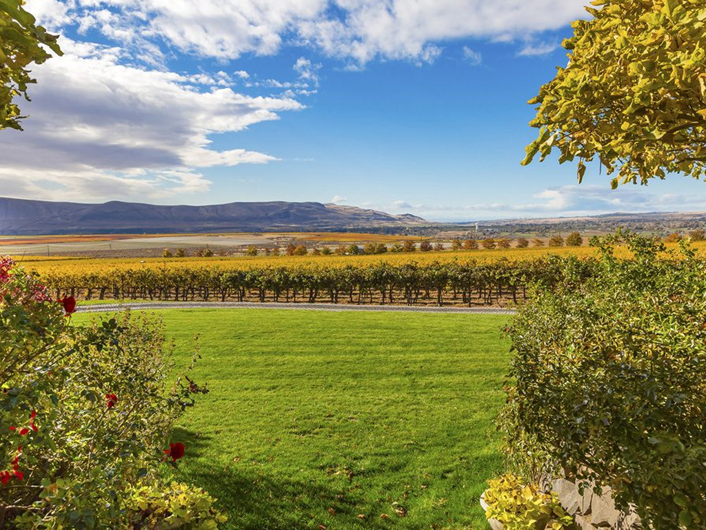 Discover Washington Vineyards with Seattle’s Best Transportation Service