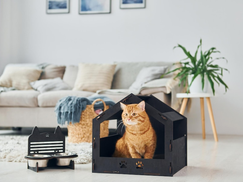 Finding Affordable Cat Accommodation that Doesn't Compromise on Care