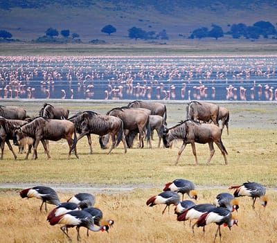 Holiday Packages for Zanzibar Safaris by Travel Experts