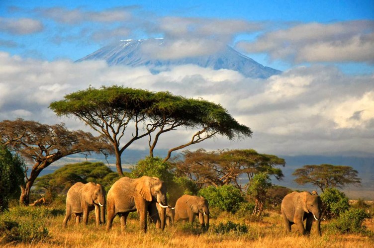 Africa Wildlife Safari Tours - Low Cost, Diverse Packages