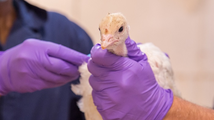 Poultry Diagnostics Market Report by Technology, Application & Geography – Analysis & Forecast to 2026