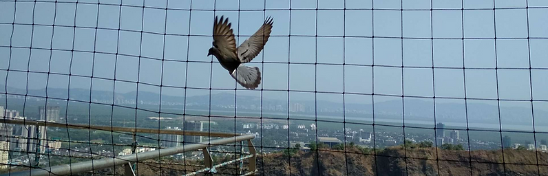 Get the Top Bird Net for Balcony: Expert Installation for a Pigeon-Free Space