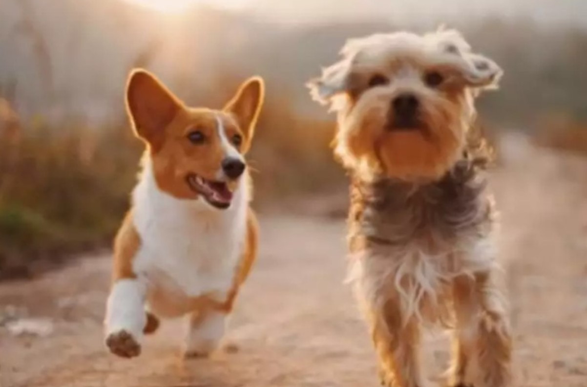 Liability Insurance for Dogs