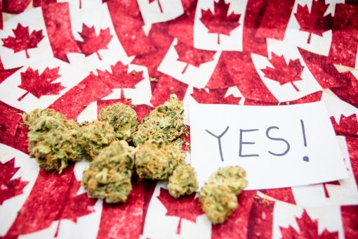 Weed Delivery Toronto Same Day Service