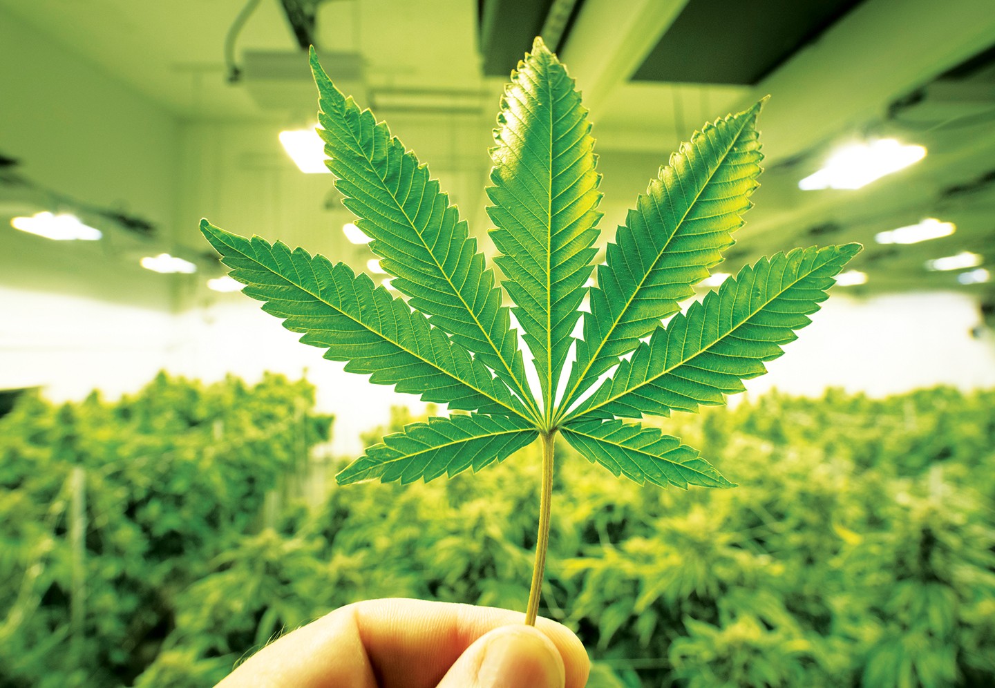 Apollo VS CoolGrows Indoor Grow