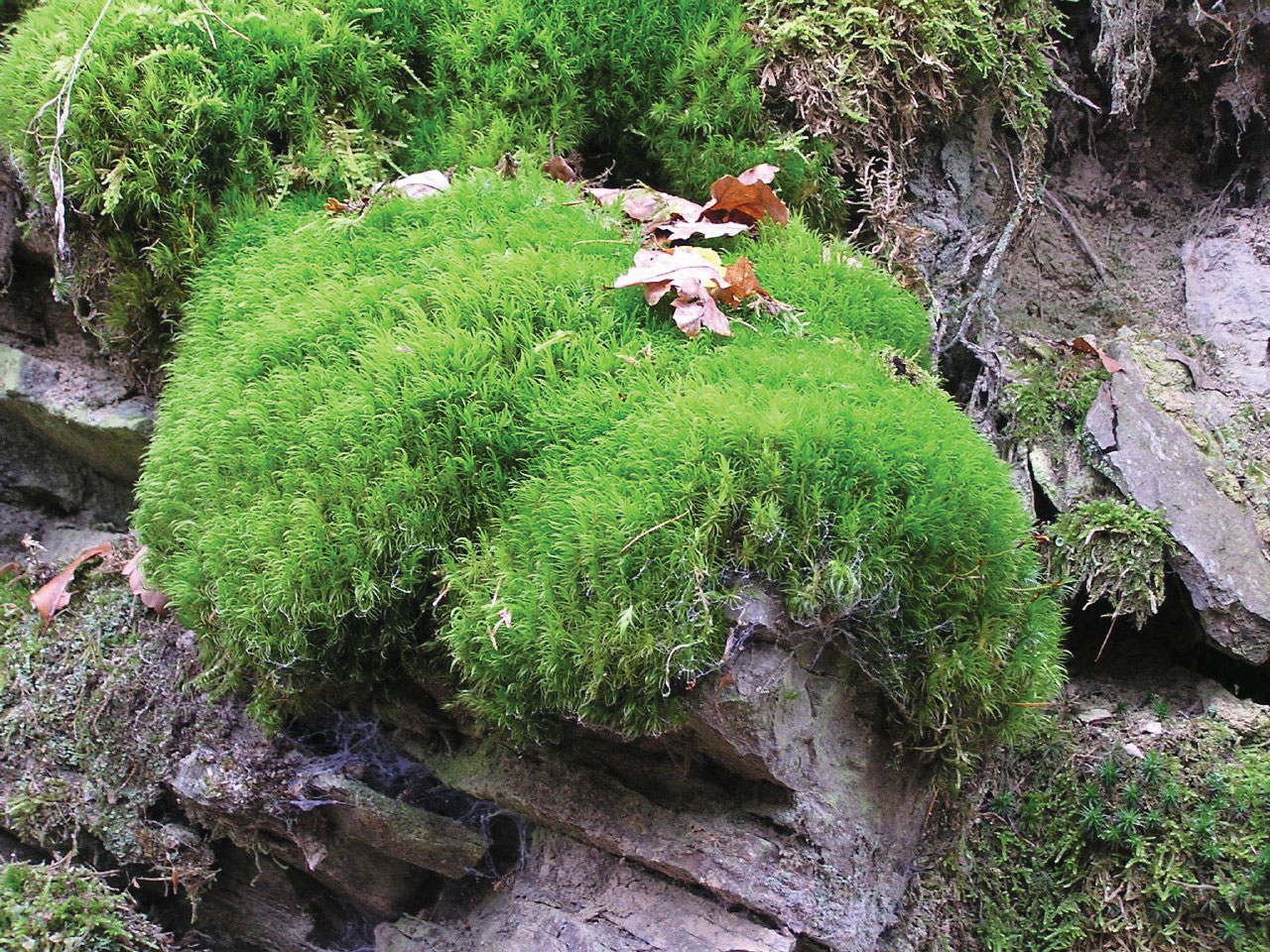 Moss For Sale