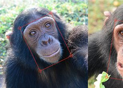 Facial recognition tool tackles illegal chimp trade