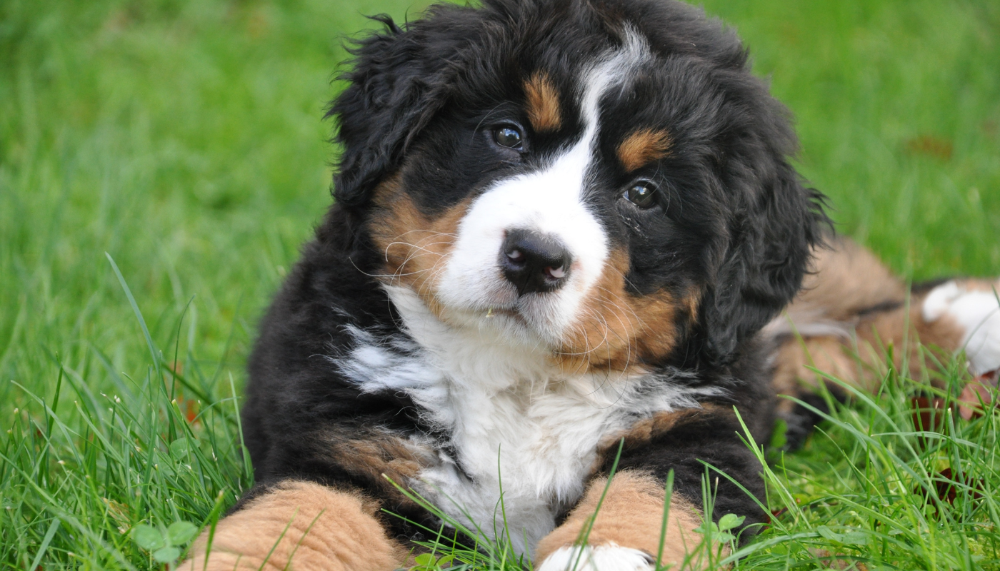 Bernedoodle Puppy Training Schedule: From 8 Weeks to 12 Months