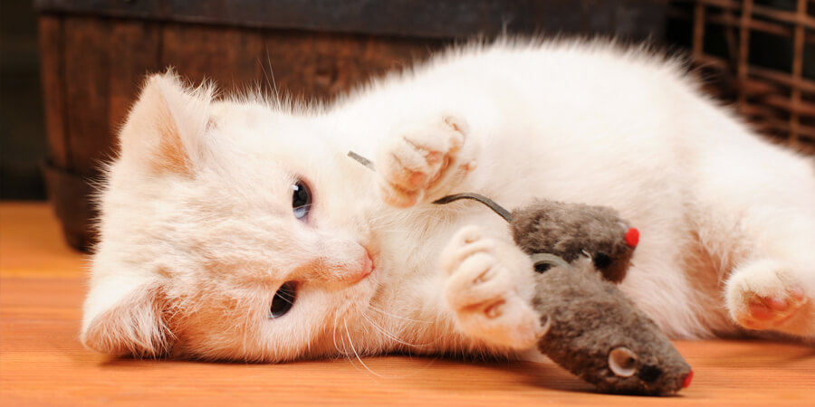Making Fun Of Your Cat