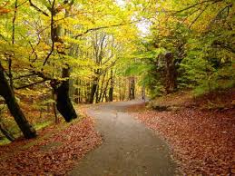 Designing a Calm and Productive Home Environment in a Busy World