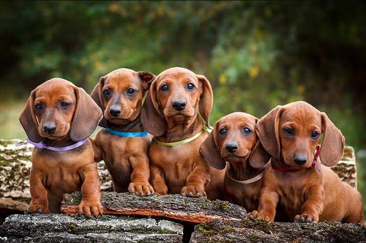 Miniature Dachshund Puppies Sydney Offered by Accredited and Trusted Breeders