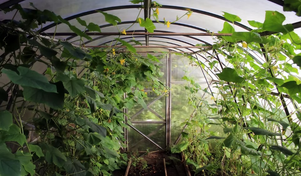 Outdoor Water Purifiers Reimagined: The Science Behind Analemma Water