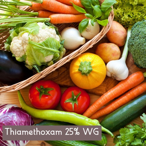 A broad spectrum systemic insecticide : Thiamethoxam 25% WG