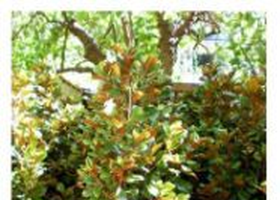 Online Nursery