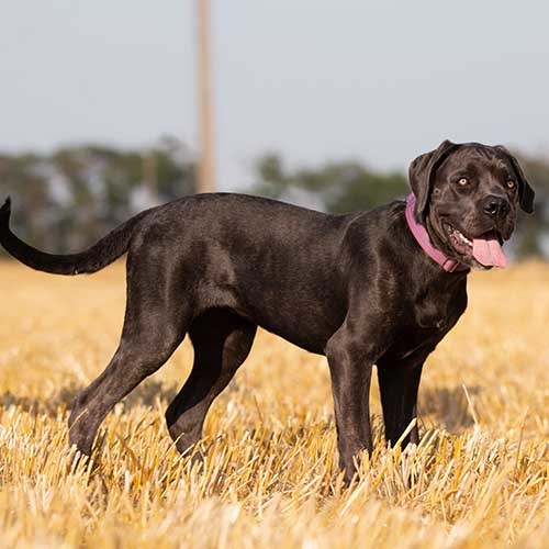What Is the Ideal Cane Corso Dog Grooming Schedule