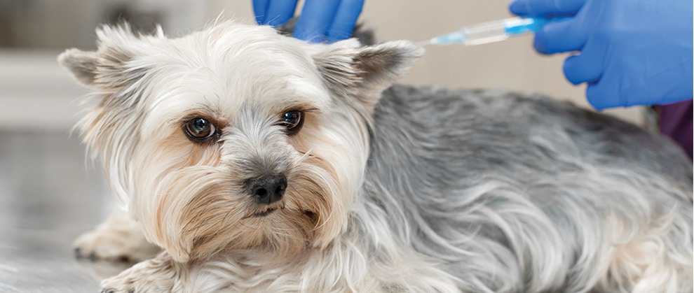 Rabies Protection for Emotional Support Animals: A Must with ESA Letters
