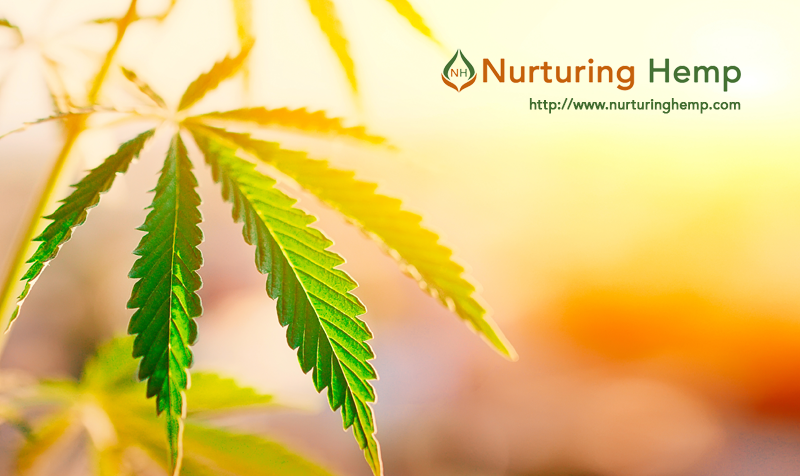  Denver Farms CBD Gummies Sweet Solution For Pain