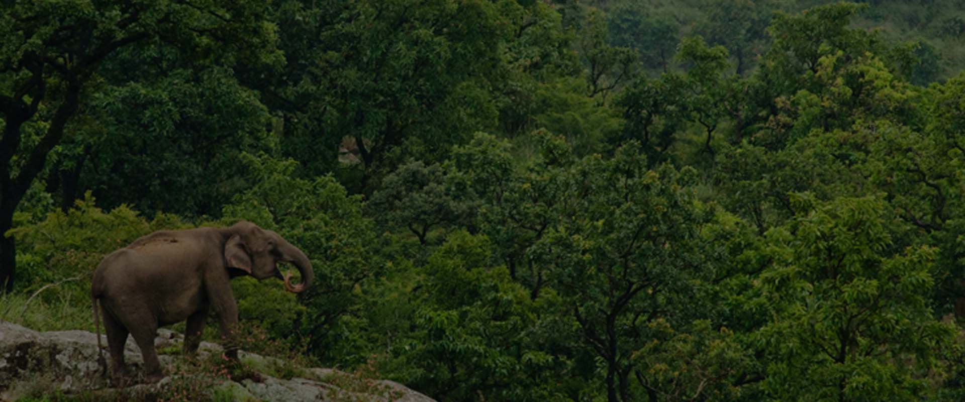 Wildlife Resorts in India Are Major Attractions for the Tourists