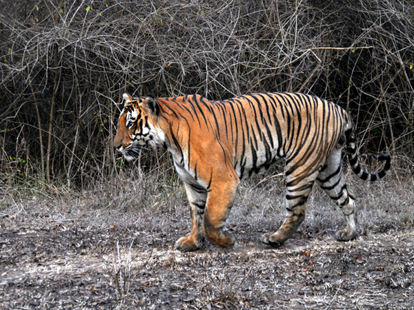 Finest Resorts In Bandipur With All Luxurious Amenities