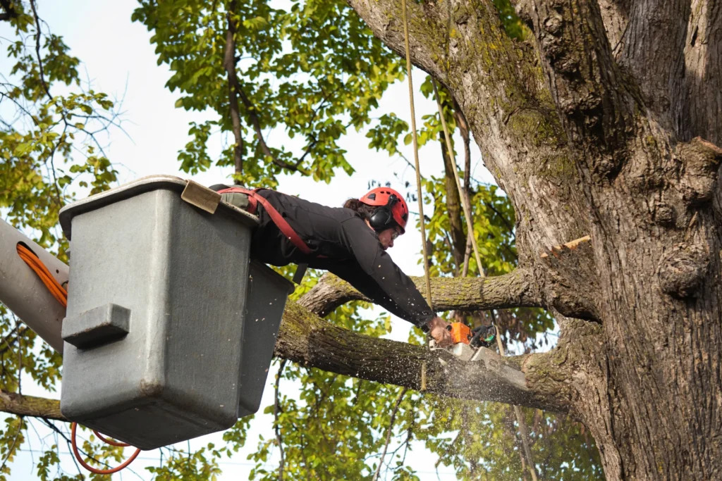 Why Tree Removal Is Sometimes Necessary for a Healthy Landscape