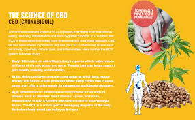 Thrive CBD Gummies We Tested It For 90 Days - The Real Science Behind