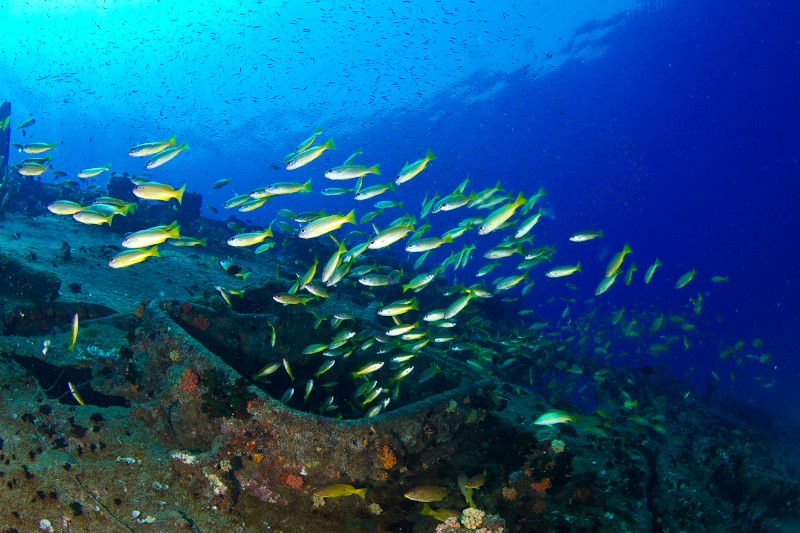 Coral Cove Kayankerni