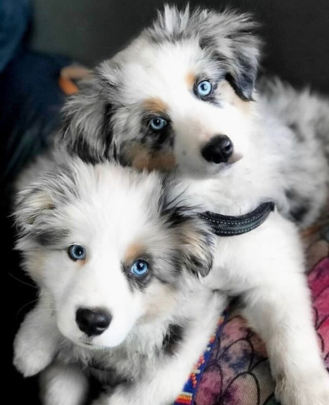 Pflege und Erziehung von jungen Australian Shepherd Welpen