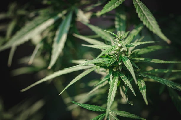 Navigating Dispensaries Near Me in New York