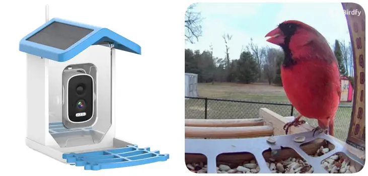 ChirpyCharmm : Are They Worth Using?