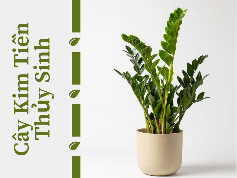 Khám Phá Đặc Điểm Nổi Bật Của Cây Kim Tiền Thủy Sinh